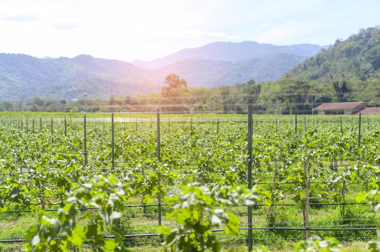 Traube im Weinberg für die Weinherstellung foto