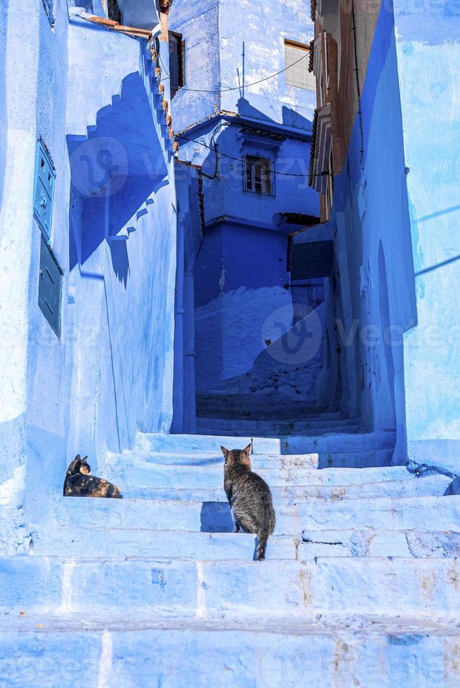 schmale Gasse der blauen Stadt mit Katzen auf der Treppe, die zu Wohngebäuden auf beiden Seiten führt foto