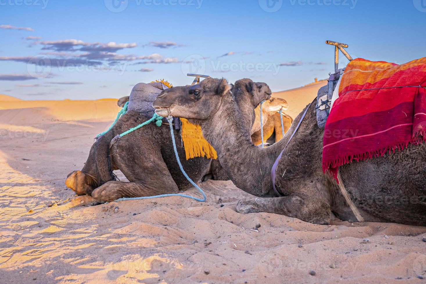 Dromedar Kamele, die am Sommertag auf Sand in der Wüste gegen den Himmel sitzen foto