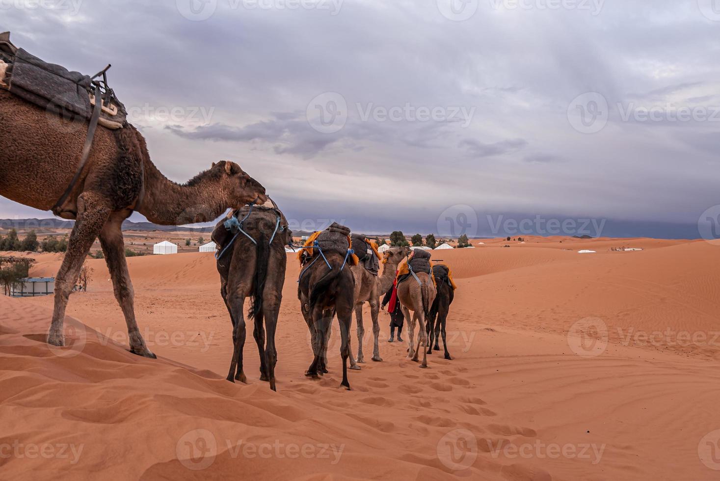 Karawane von Kamelen, die durch den Sand in der Wüstenlandschaft gehen foto