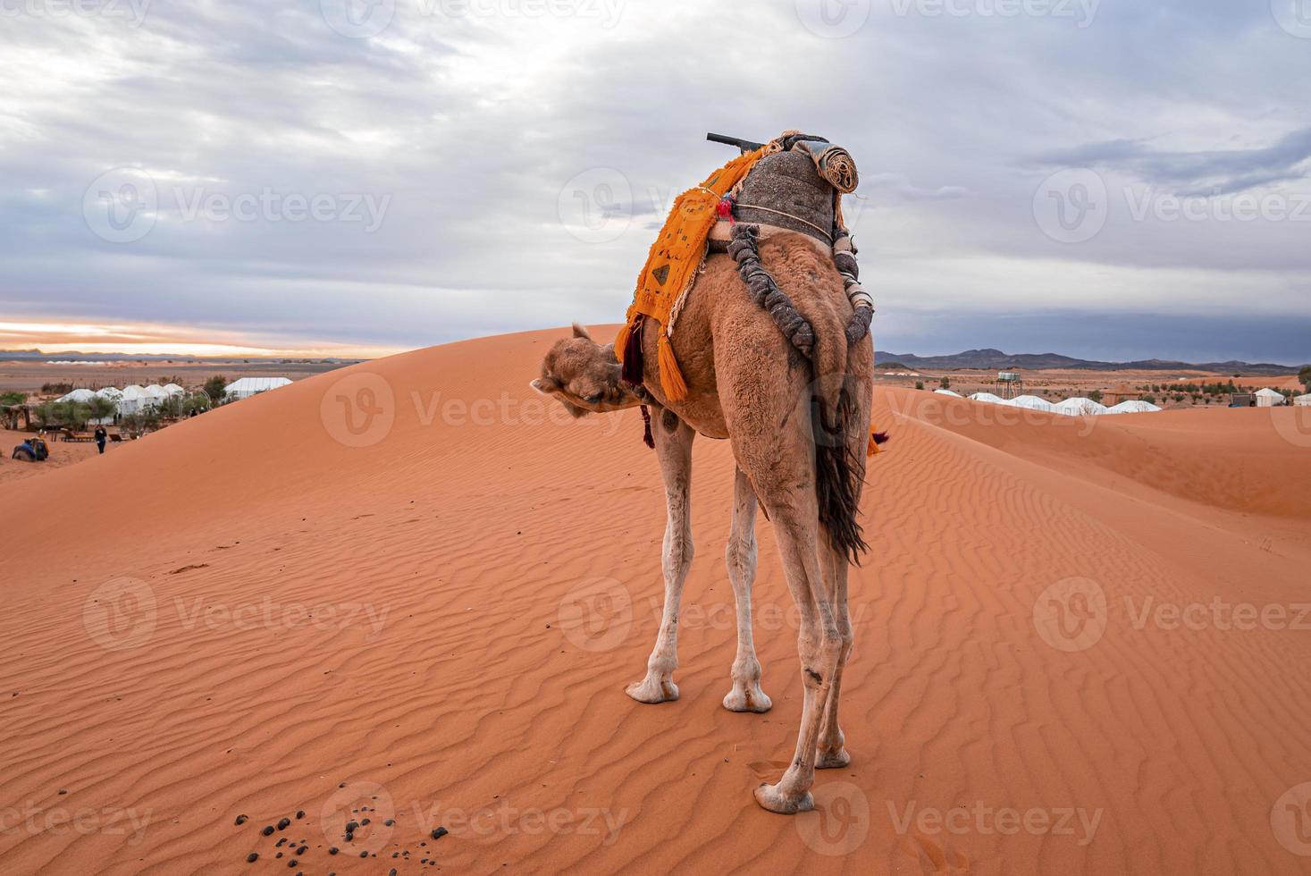 Dromedar Kamel stehend auf Dünen in der Wüste gegen bewölkten Himmel während der Dämmerung foto