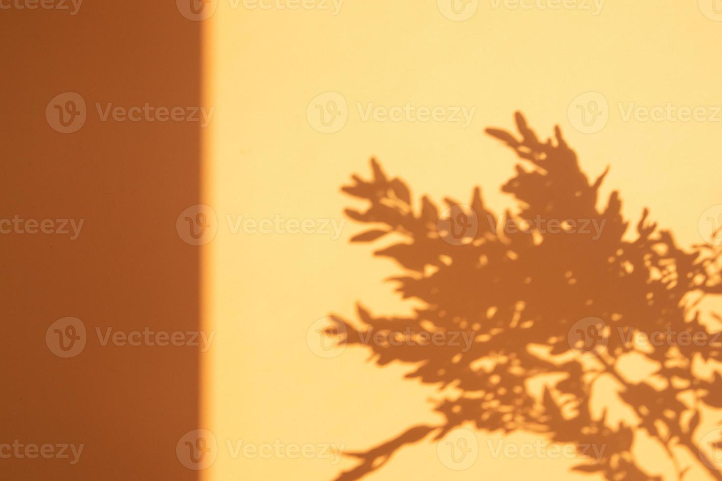 Schatten von Zweigen trockener Pflanzen an der Wand in oranger Farbe. kreativer monochromer Naturhintergrund foto