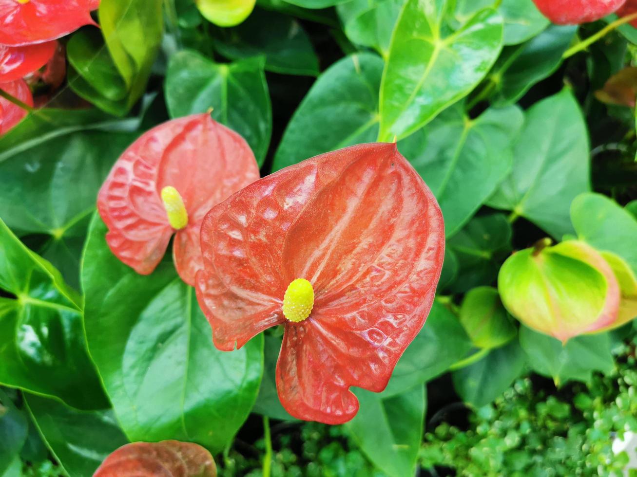 Zimmerpflanze Anthurium lateinisches Anthrium - eine Gattung immergrüner Pflanzen aus der Familie der Aronstabgewächse oder Aronae. schöne rote Blütenknospe foto