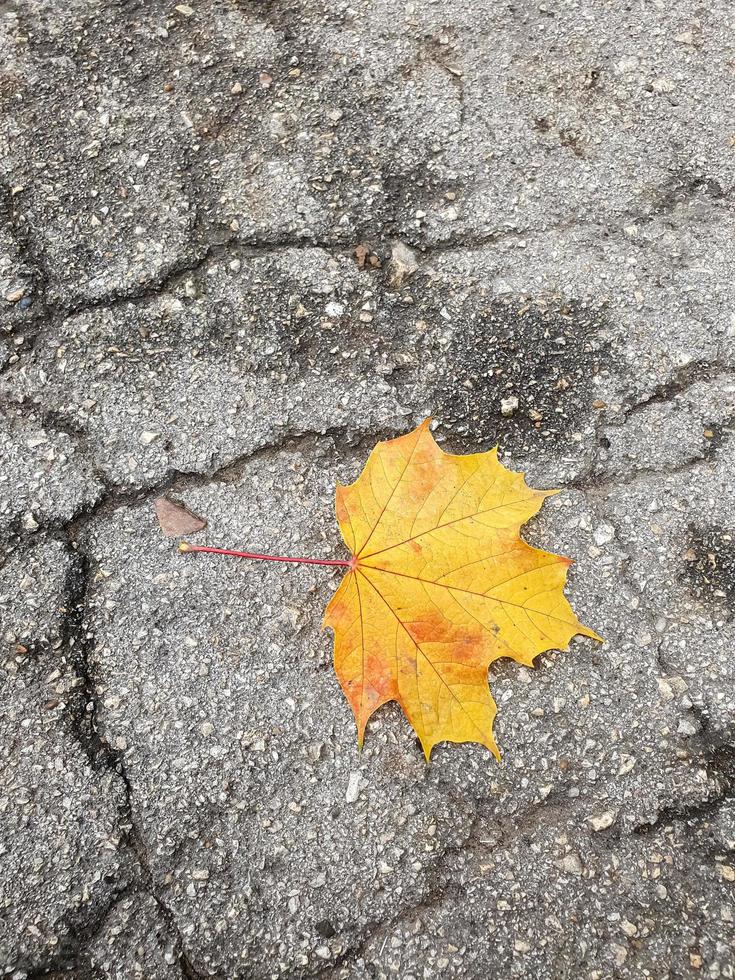 Einzelnes gelbes Ahorn-Herbstblatt auf rissiger Asphaltgasse im Park. foto