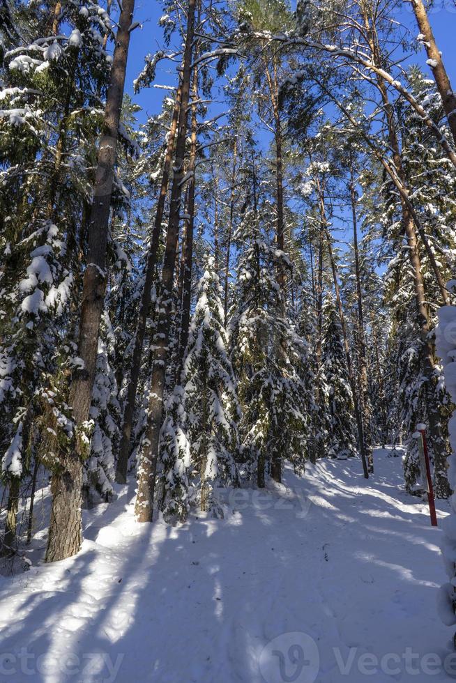 winterwald in belarus, ökologischer weg blaue seen foto