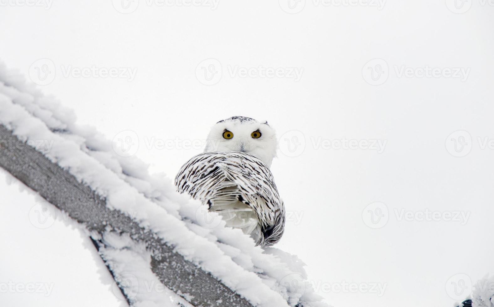 Winterfrost Schneeeule foto