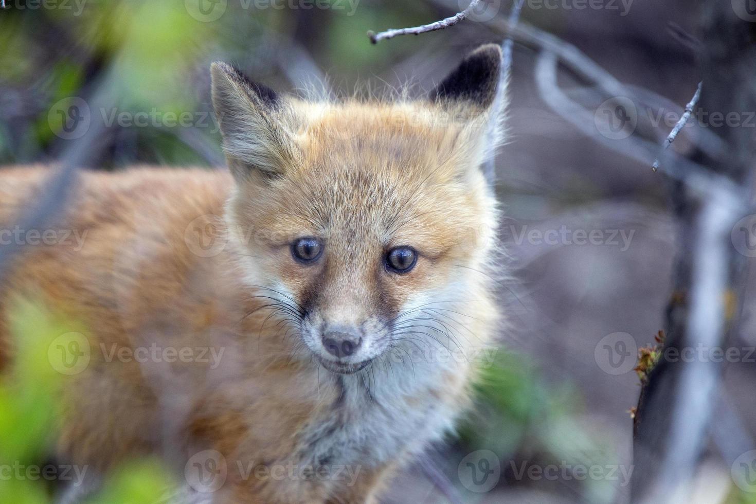 Fuchs-Kits in der Nähe der Höhle foto