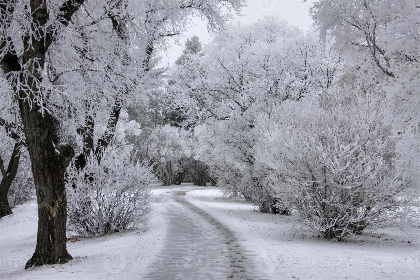 Winterfrost Saskatchewan foto