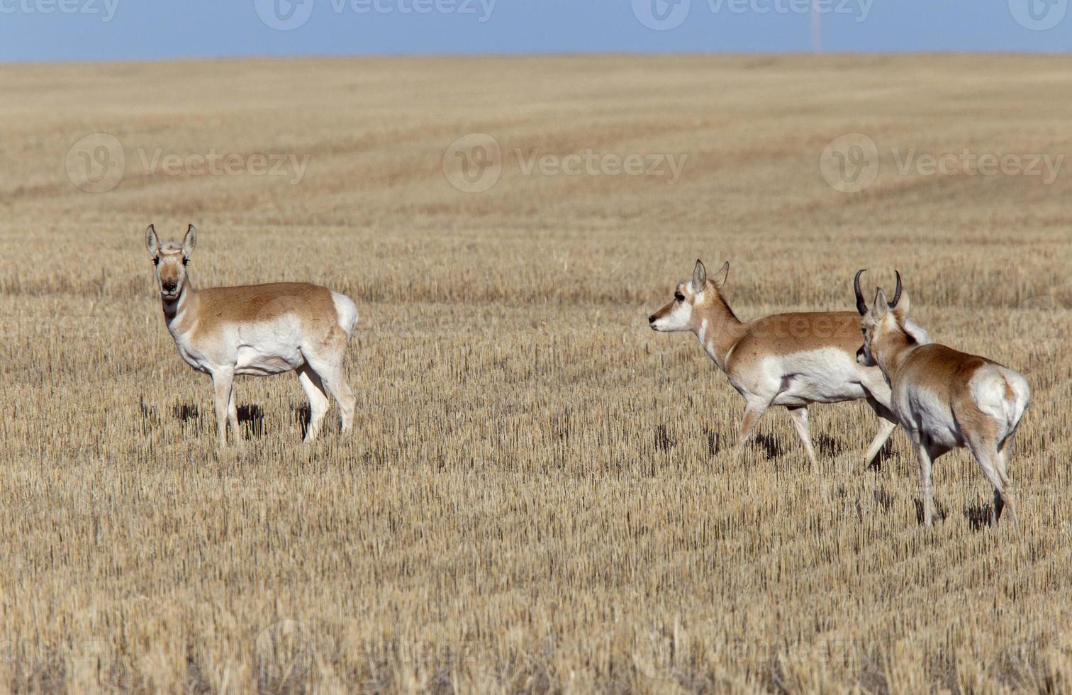 Prärie-Gabelbock-Antilope foto