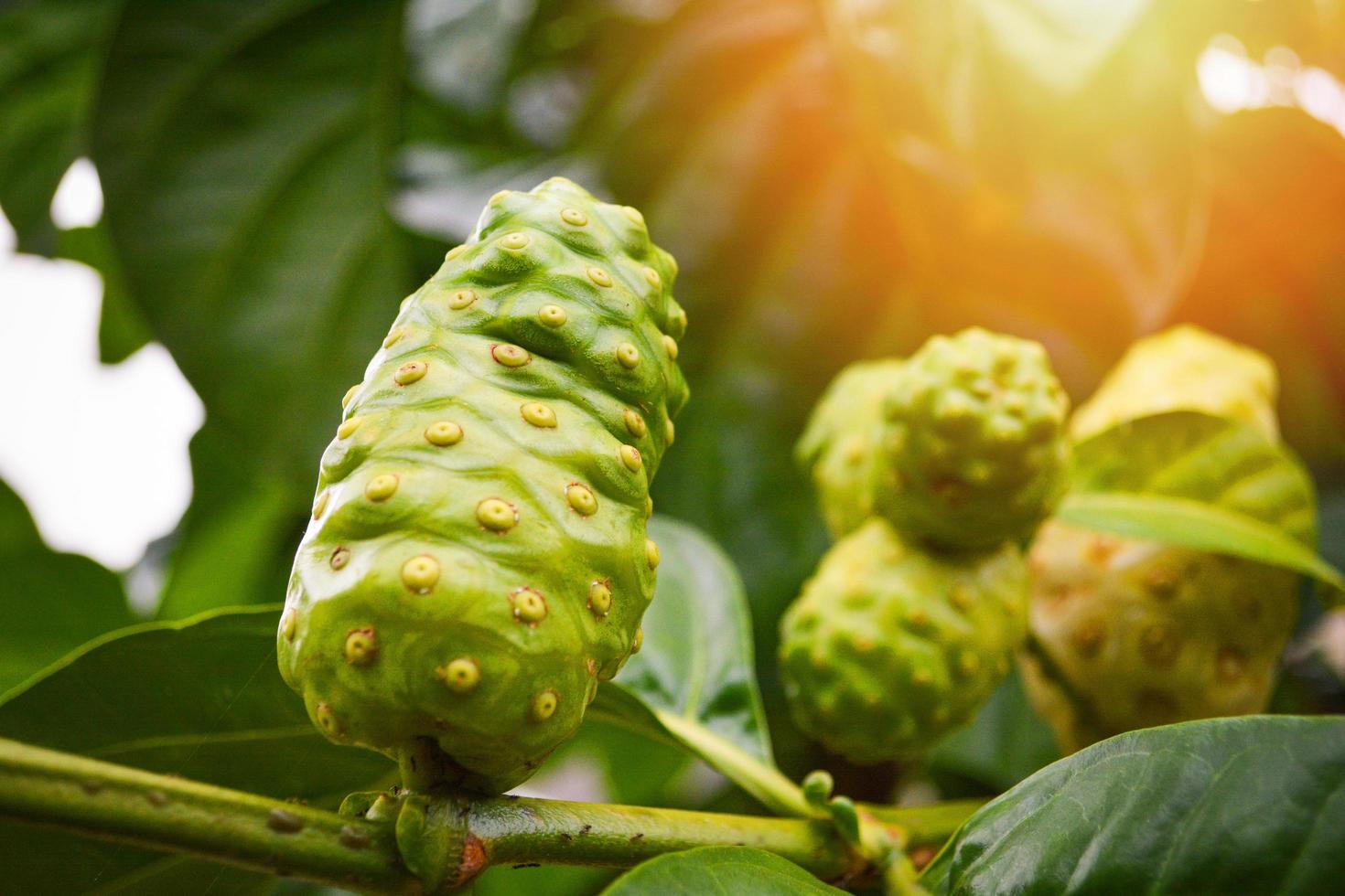 Noni-Frucht Kräutermedizin frisches Noni am Baum andere Namen große Morinda, Strandmaulbeere foto