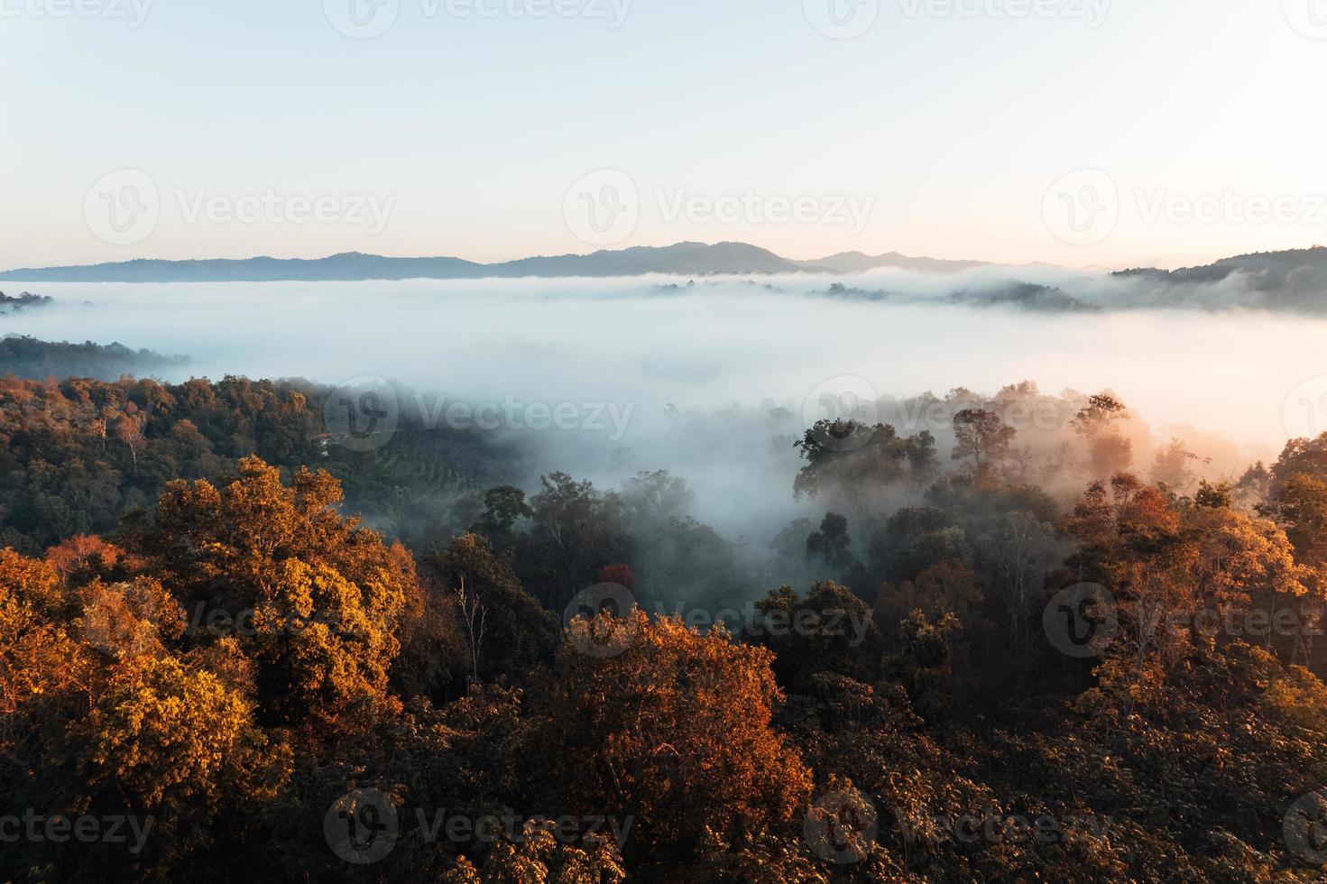 Goldener Morgennebel im Wald foto