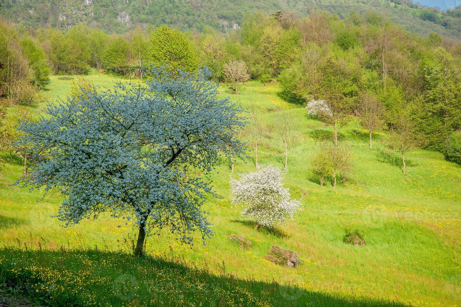 blühender Baum im Frühling foto