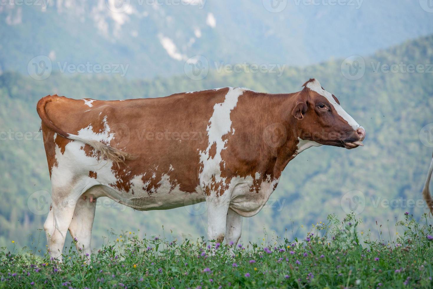 Kuh beim Grasen foto