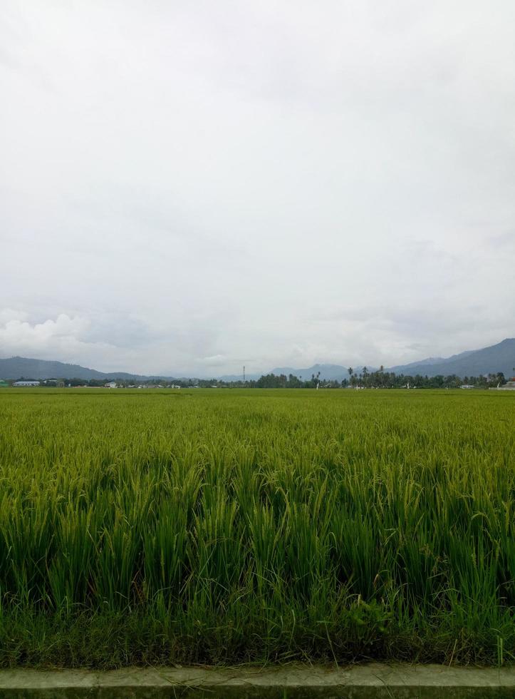 Reisfeldansicht mit nebligem Himmelshintergrund foto