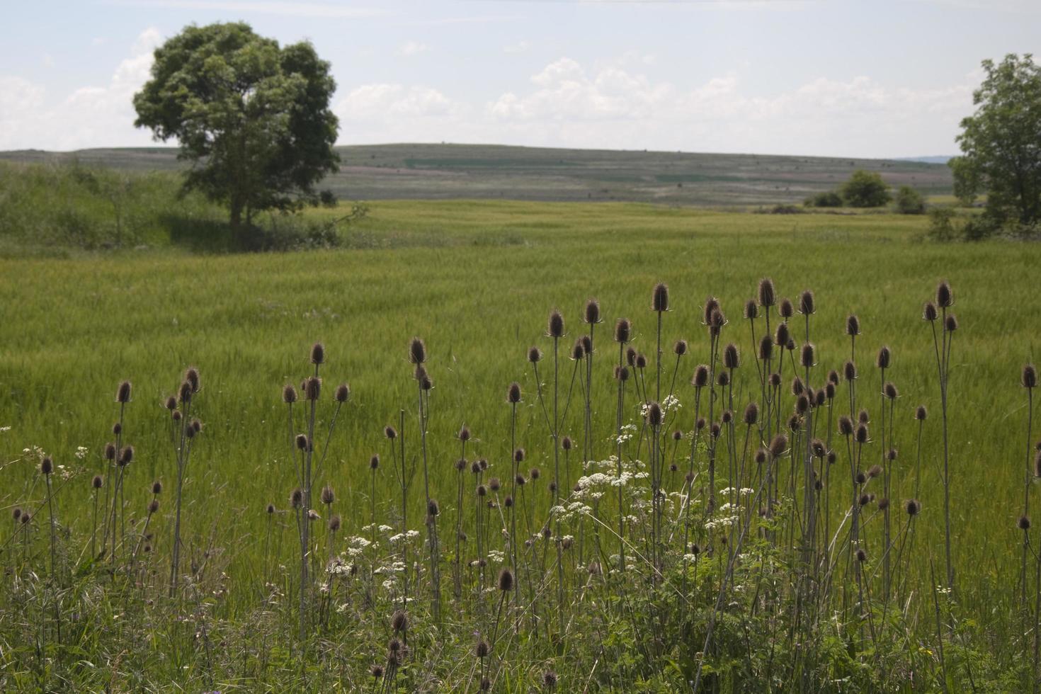 Panoramablick auf eine spanische Wiese im Frühling. grünes Gras mit Blumen. soria foto