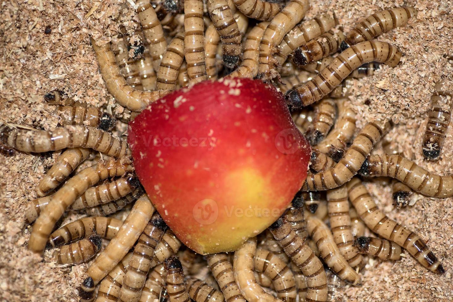Zofobas-Larvenwürmer fressen einen roten Apfel foto