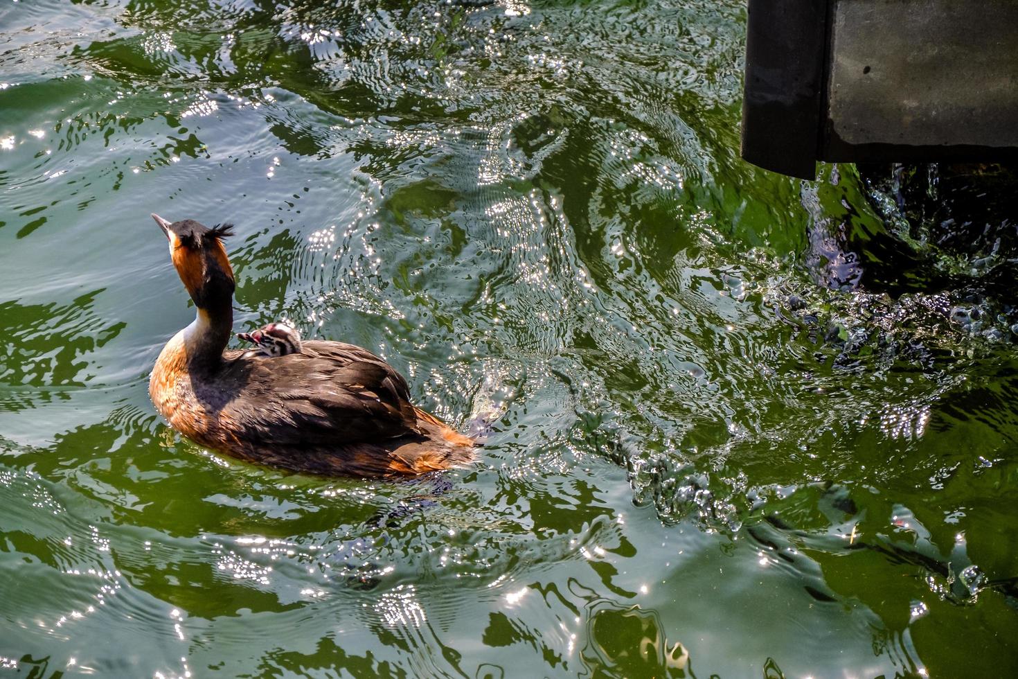 wilde Tiere, die heimische Fauna einer Region. Haubentaucher foto