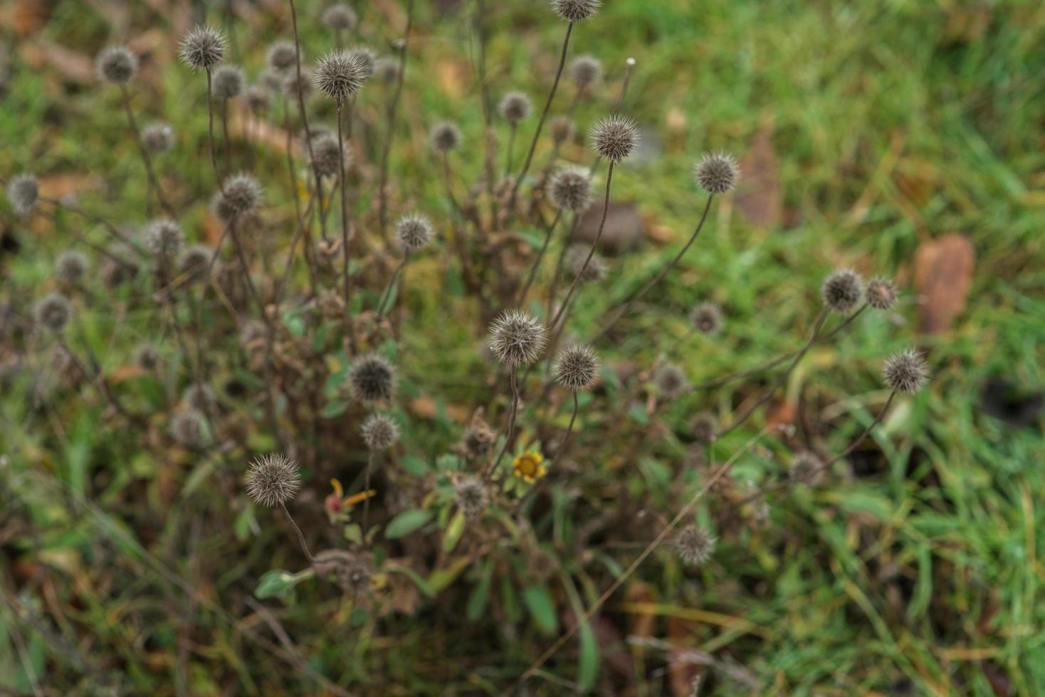 grünes, junges Gras, aus feuchtem Land gesprossen. Frühlingslandschaft. foto