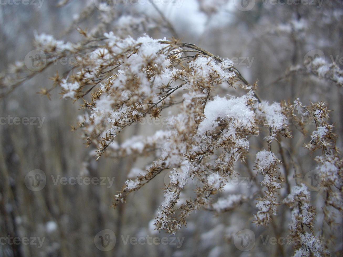 Details von gefrorenen Pflanzen in Eis und Schnee foto