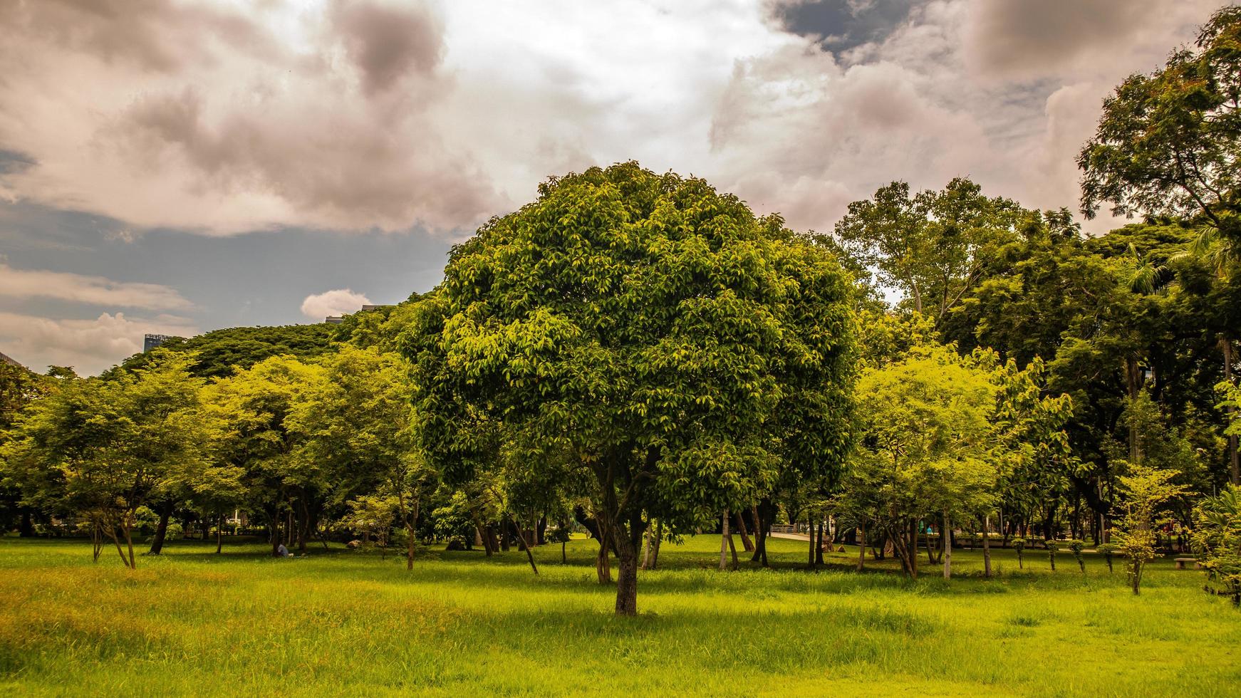 Hervorragender Baum im Feld, bewölkte Temperatur. urbanes Gefühl foto