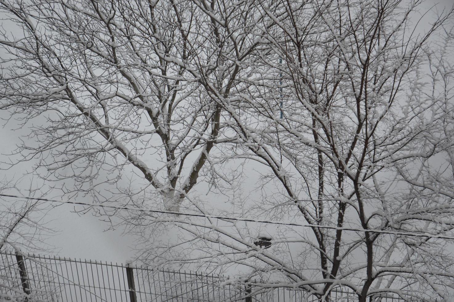 schneebedeckte Äste und Baumstämme in der Stadt foto