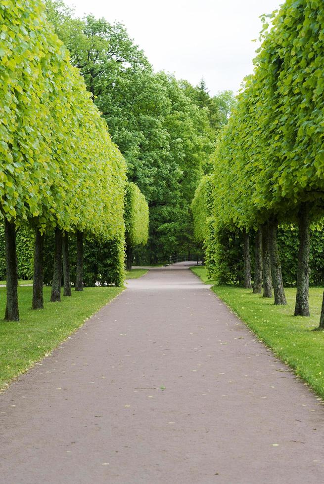 Zarskoje Selo Puschkin, st. petersburg, gasse im park, bäume und sträucher, spazierwege. foto