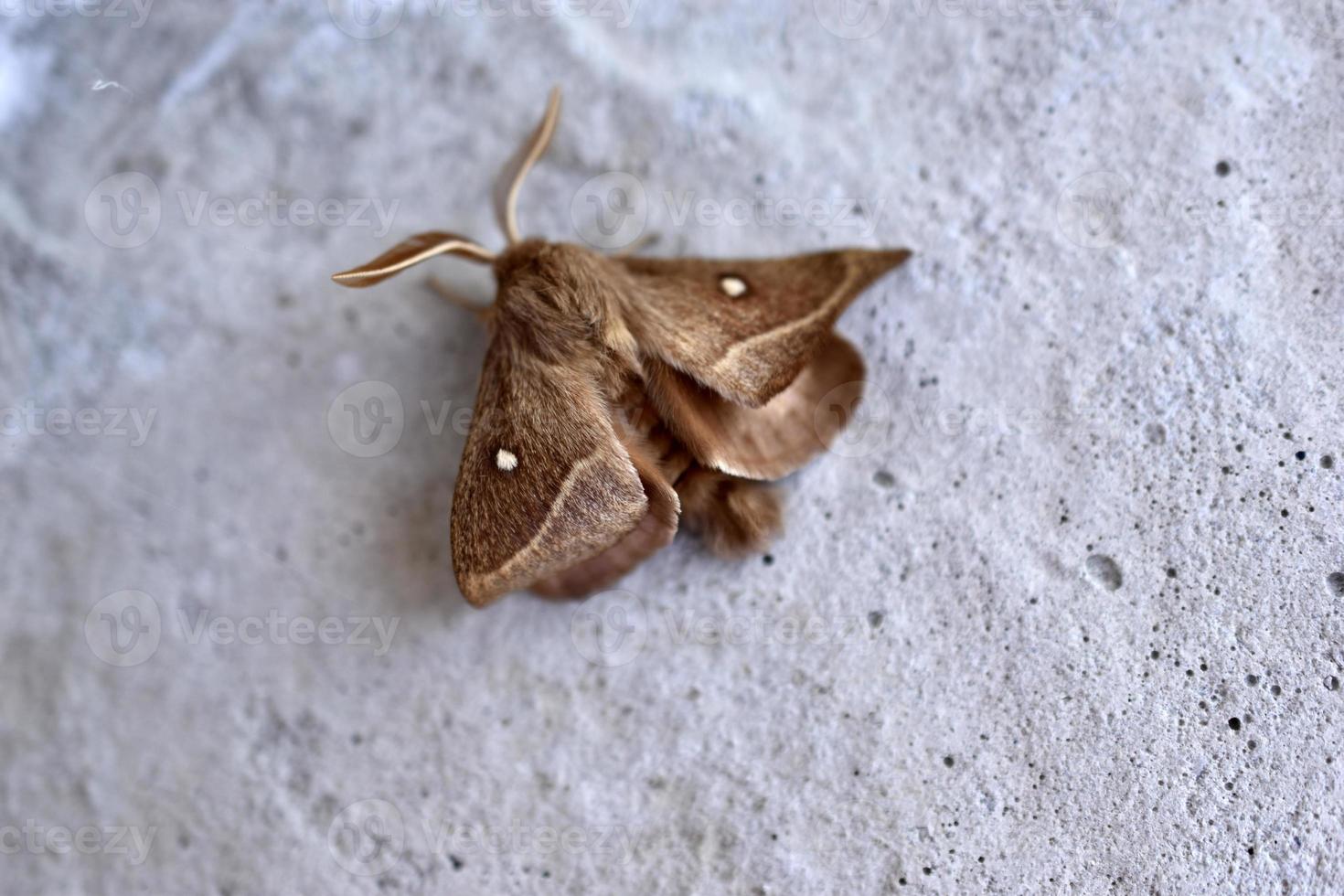 Sibirische Seidenraupe Dendrolimus sibiricus ist eine Schmetterlingsart aus der Familie der Kokonmotten foto