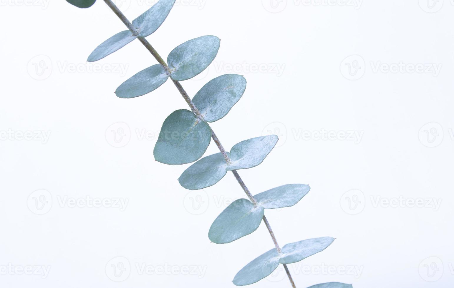 Eukalyptusblätter auf weißem Hintergrund. Blaugrüne Blätter auf Ästen für abstrakten natürlichen Hintergrund oder Poster foto