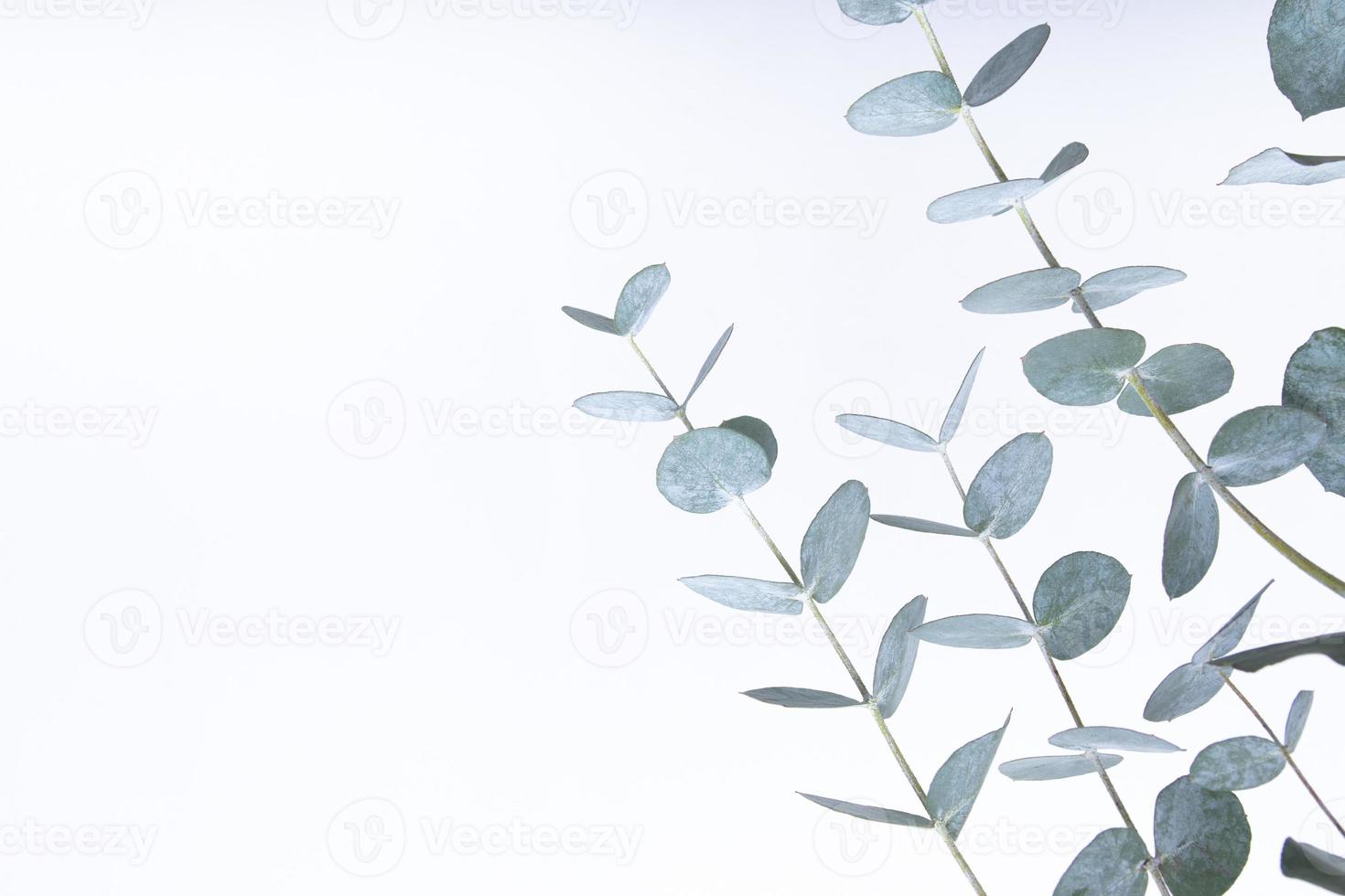 Eukalyptusblätter auf weißem Hintergrund. Blaugrüne Blätter auf Ästen für abstrakten natürlichen Hintergrund oder Poster foto