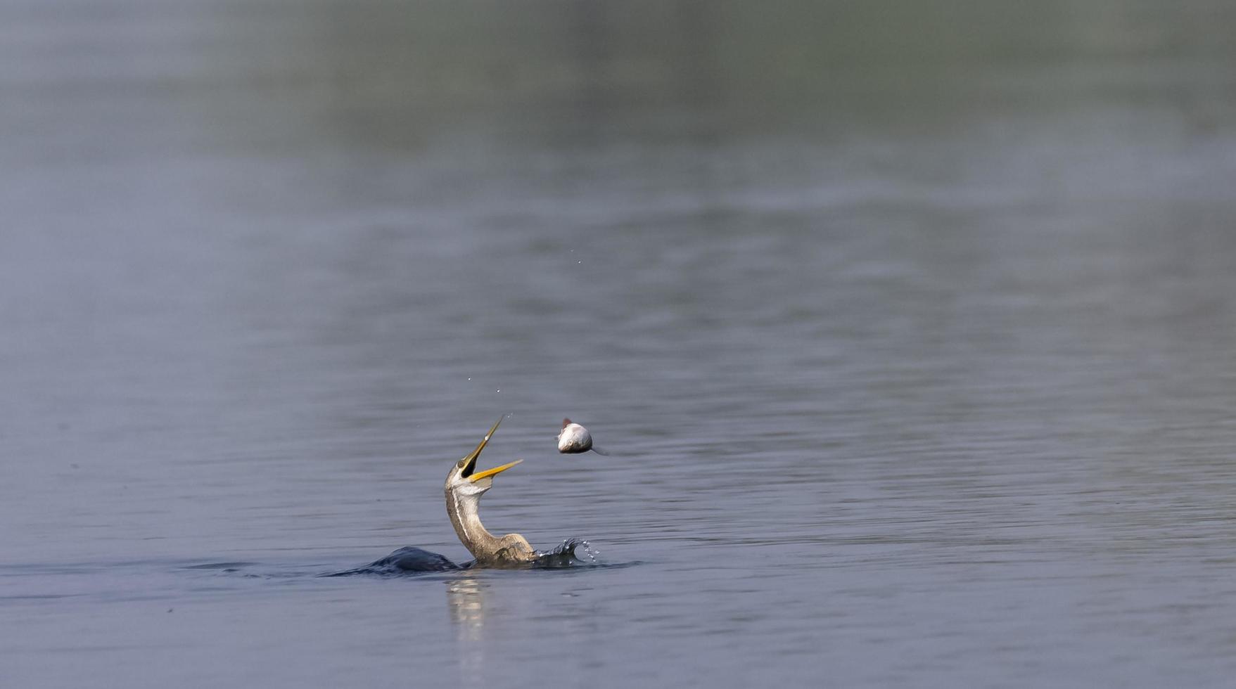 orientalischer darter oder indischer schlangenvogel, der fische am gewässer fängt. foto