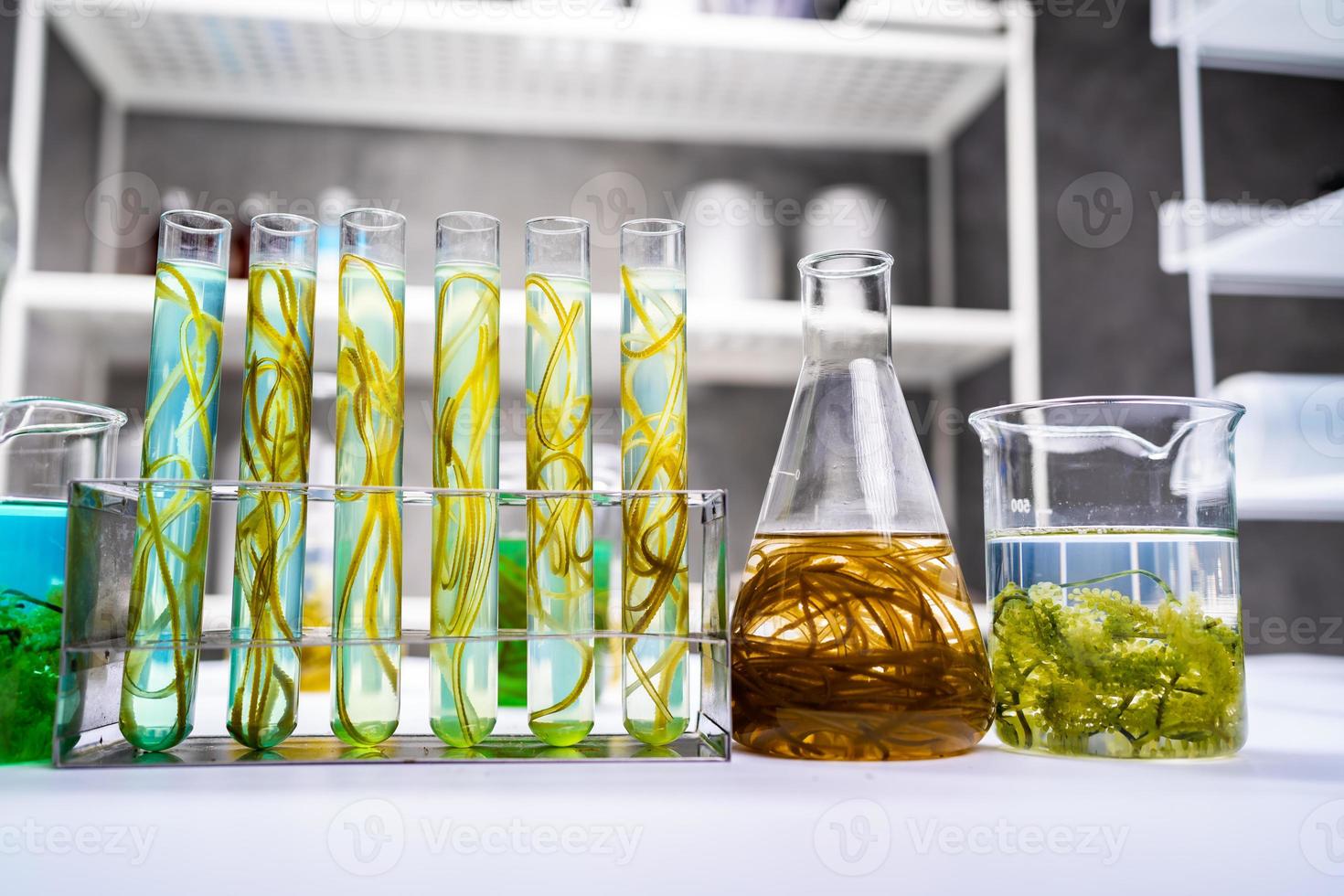 grünalgenlaborforschung, alternative biokraftstoff-energietechnologie, biotechnologiekonzept foto