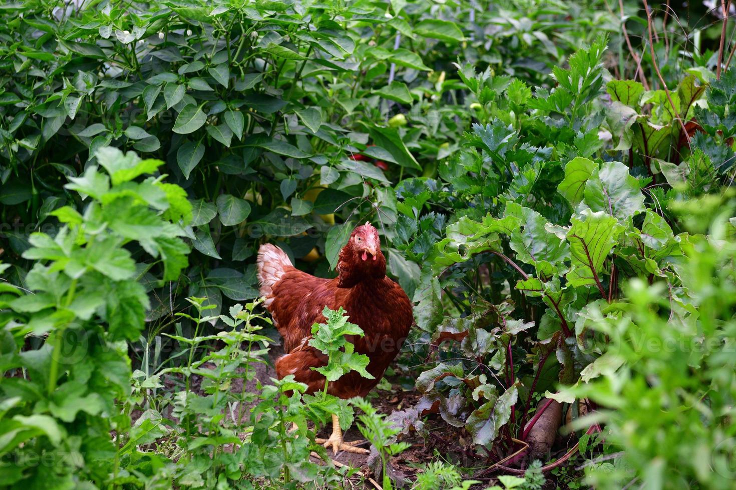 Haushühner, die Eier legen, fressen Gemüseblätter auf einem landwirtschaftlichen Gebiet foto