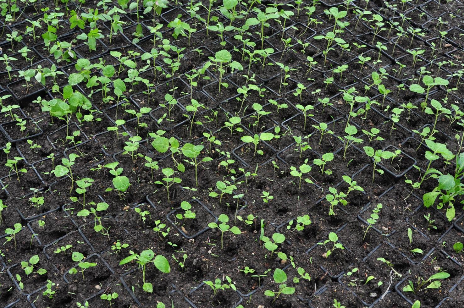 kleine grüne Pflanzen foto