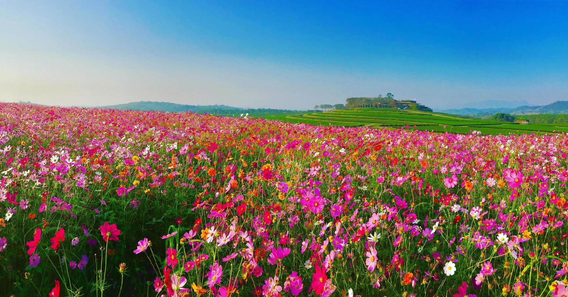 Landschaftsnaturhintergrund des schönen Kosmosblumenfeldes foto