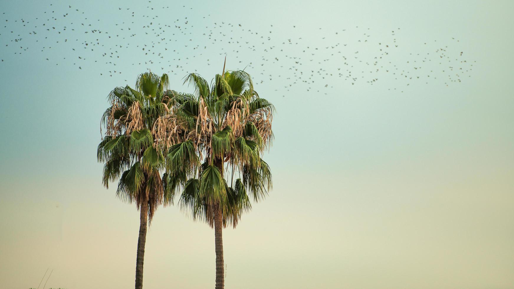 zwei benachbarte Palmen mit Zugvögeln foto