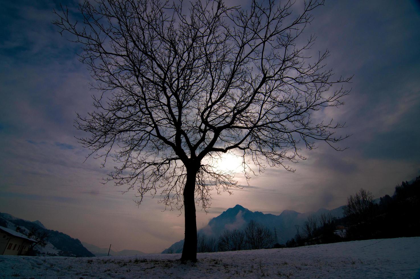 einsamer Baum im Winter foto