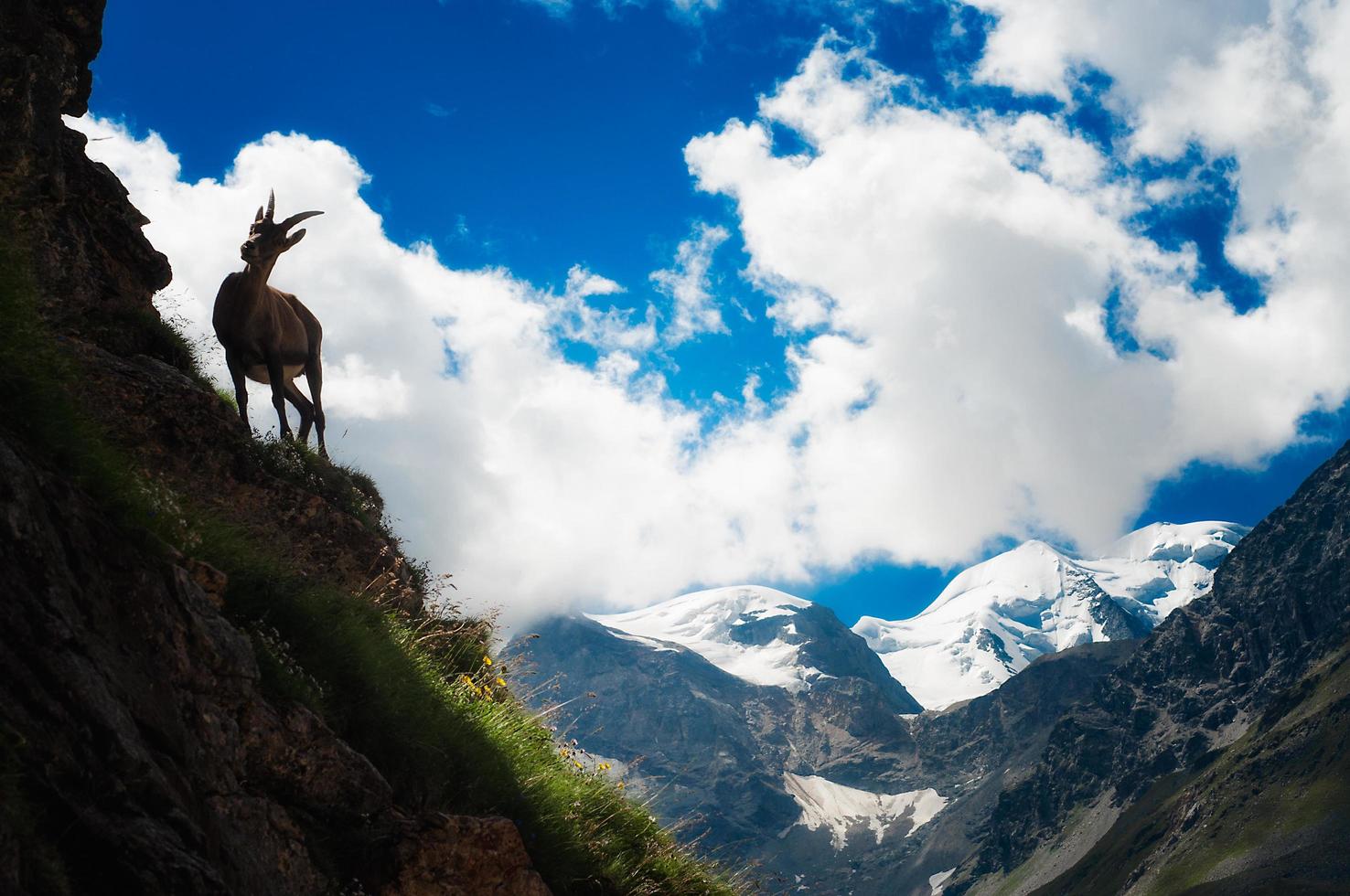 Steinbock in großer Höhe foto