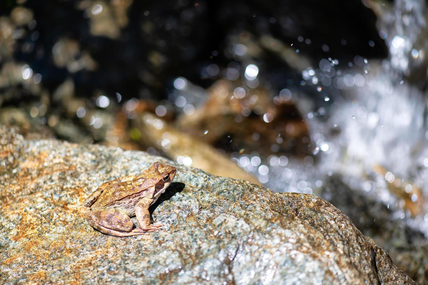Ein Frosch in der Nähe eines Bergbachs will springen foto