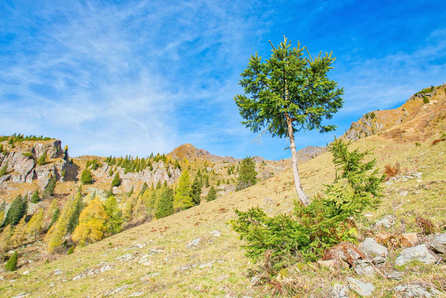 Beispiel von Kiefern, die im Winter von Lawinen bearbeitet wurden foto