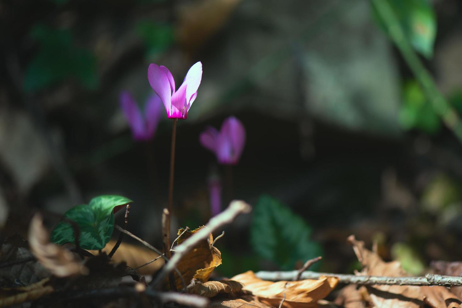 Alpenveilchen im Wald im Frühherbst foto