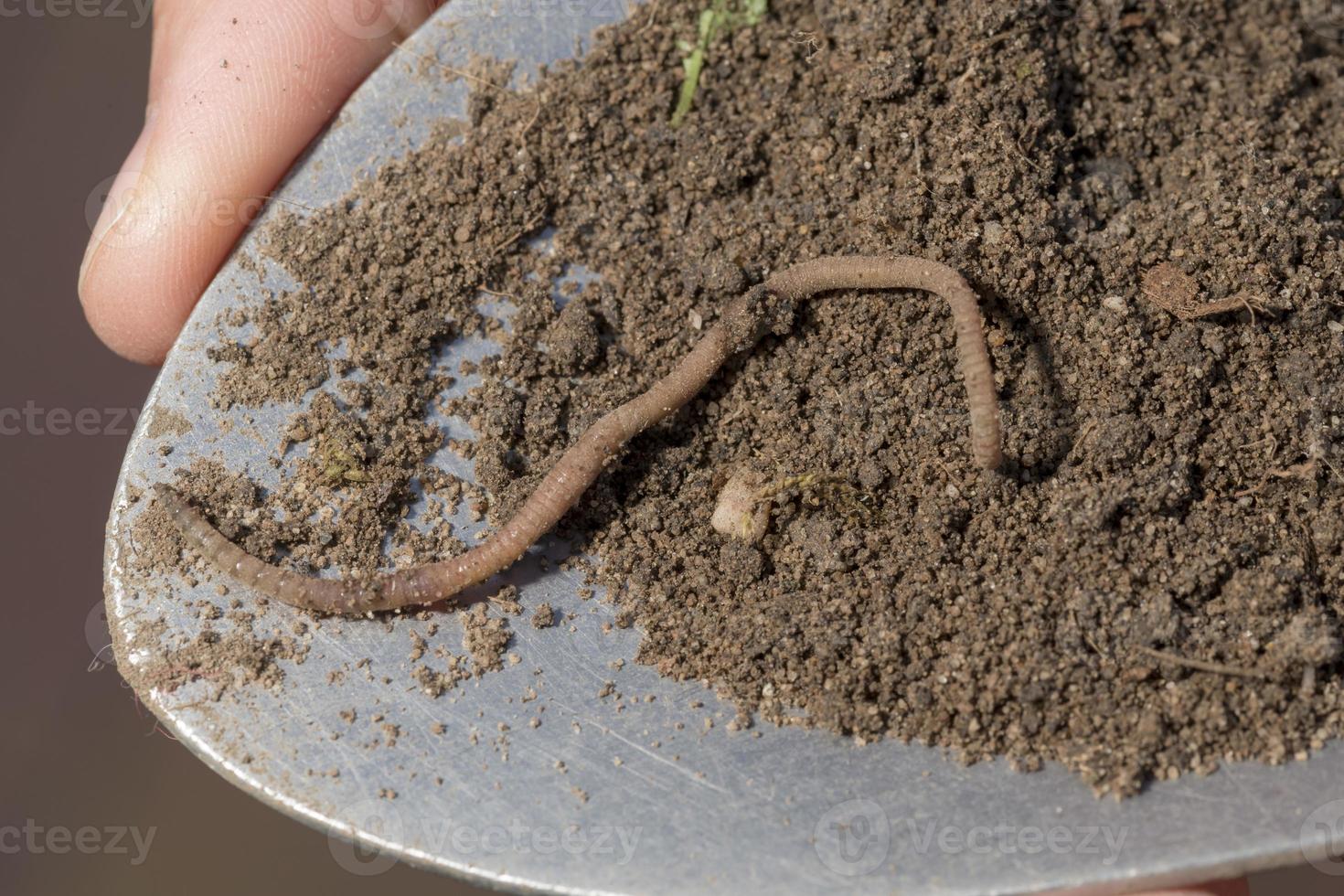 Ein Regenwurm krabbelt auf einer Schaufel Erde foto