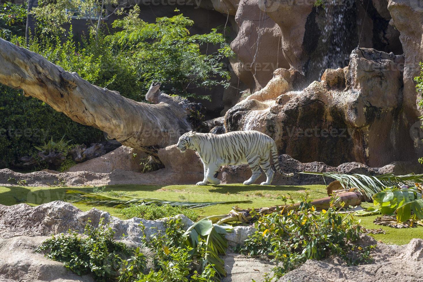 weißer tiger im zoo auf der insel teneriffa. foto