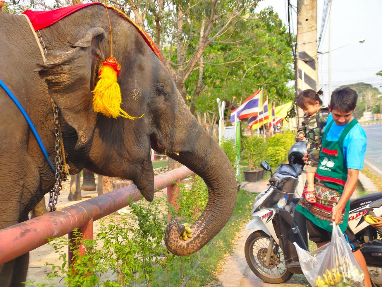 Ayutthaya Thailand28. Februar 2019Ayutthaya Elephant Palace Royal Kral Vater und Sohn füttern Bananen, die Bananen sind. Auf Ayutthaya Thailand28. Februar 2019. foto