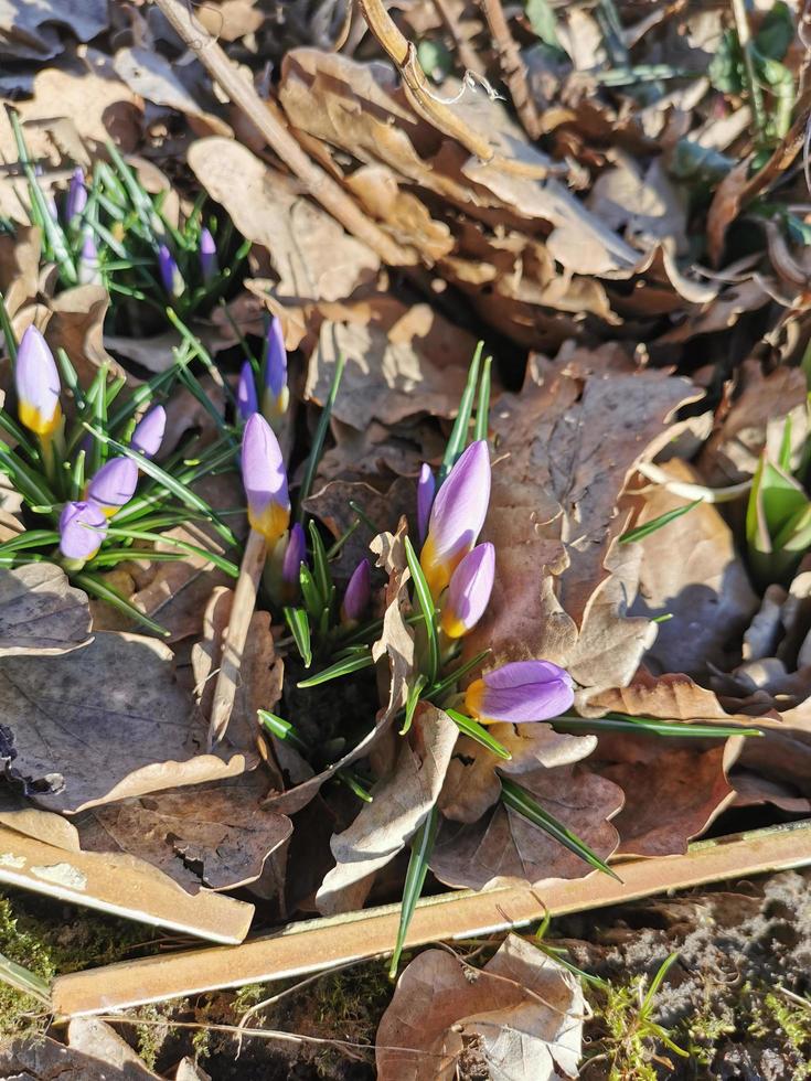 frühlingshintergrund mit blühenden lila krokussen im zeitigen frühling. Herbst alte Blätter. Crocus Iridaceae Irisfamilie, Bannerbild. foto