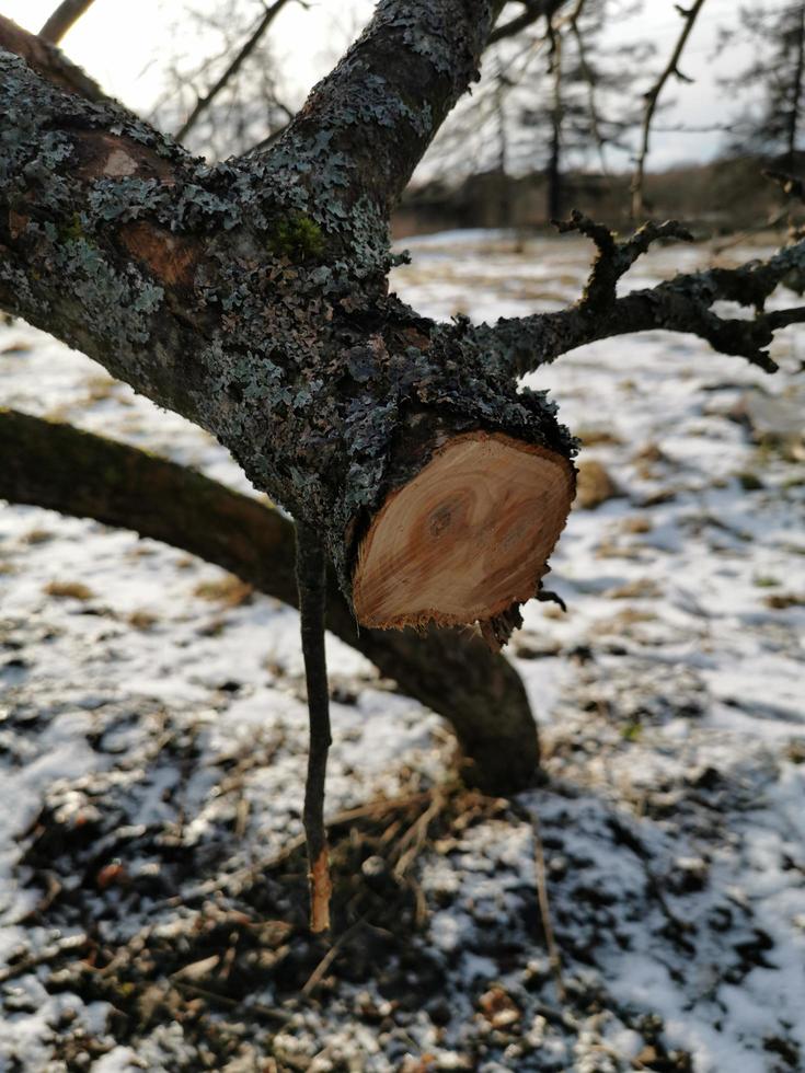 schneiden Sie im Frühjahr alte Äste an Bäumen vor dem Hintergrund des Schnees ab foto