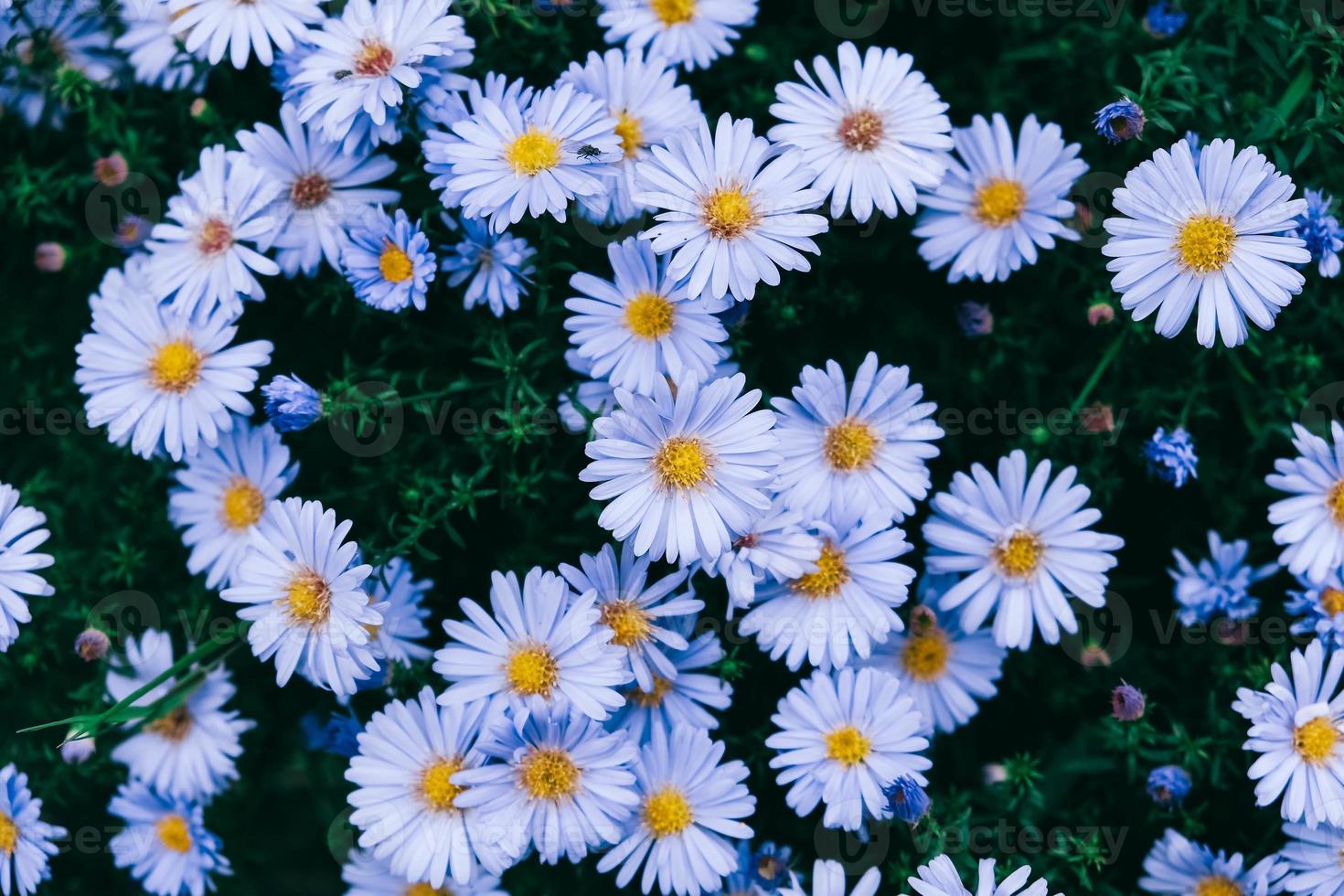 blaue Kamillen auf Naturhintergrund. Ansicht von oben. kopieren, leerer platz für text foto