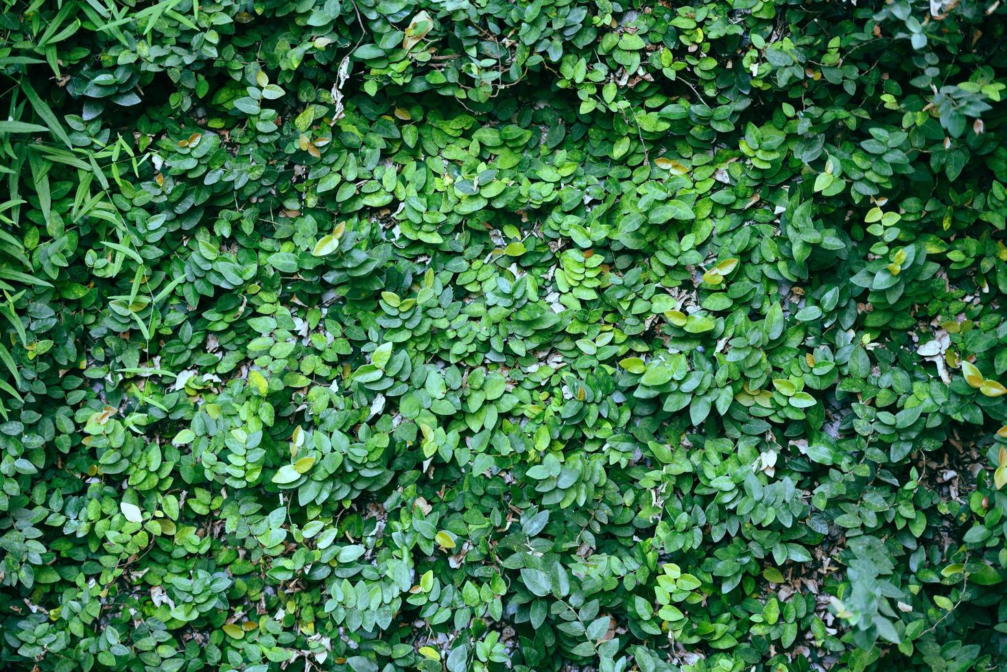 natürliche grüne pflanzenwand oder kleine blattgrüne blätter texturhintergrund foto