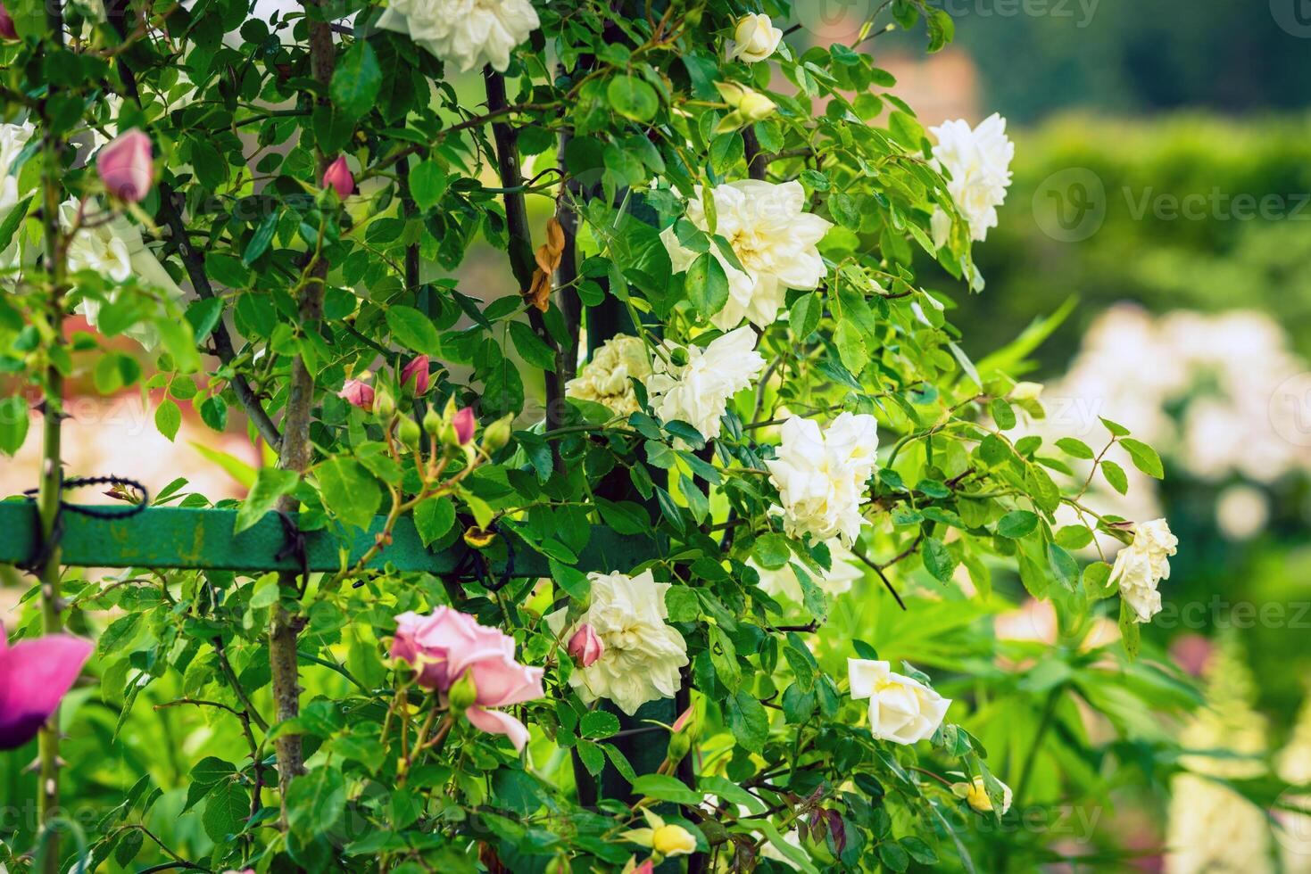 Busch von schön Rosen im ein Garten foto