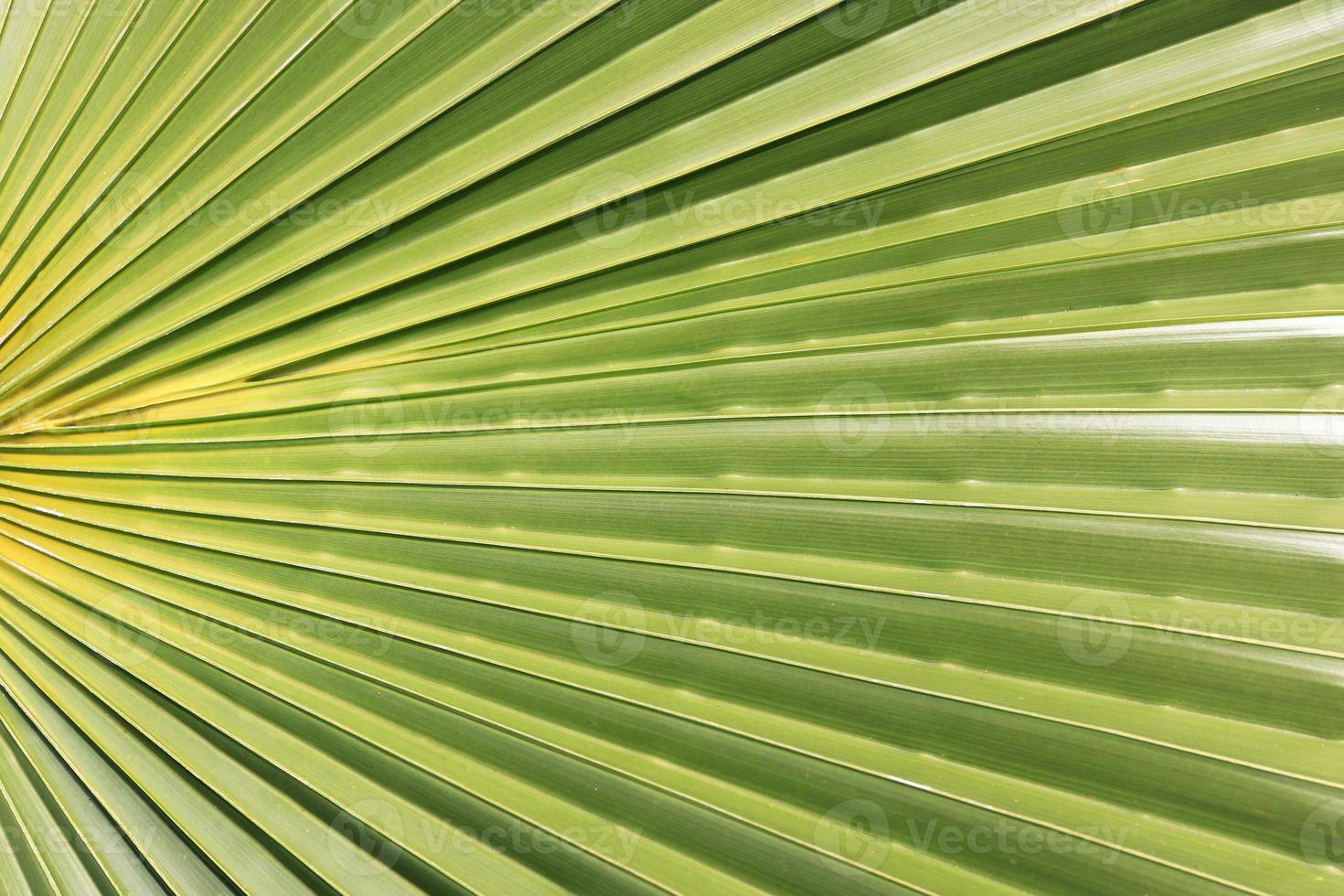 exotischer Baumasthintergrund. Palmblatt-Textur. foto