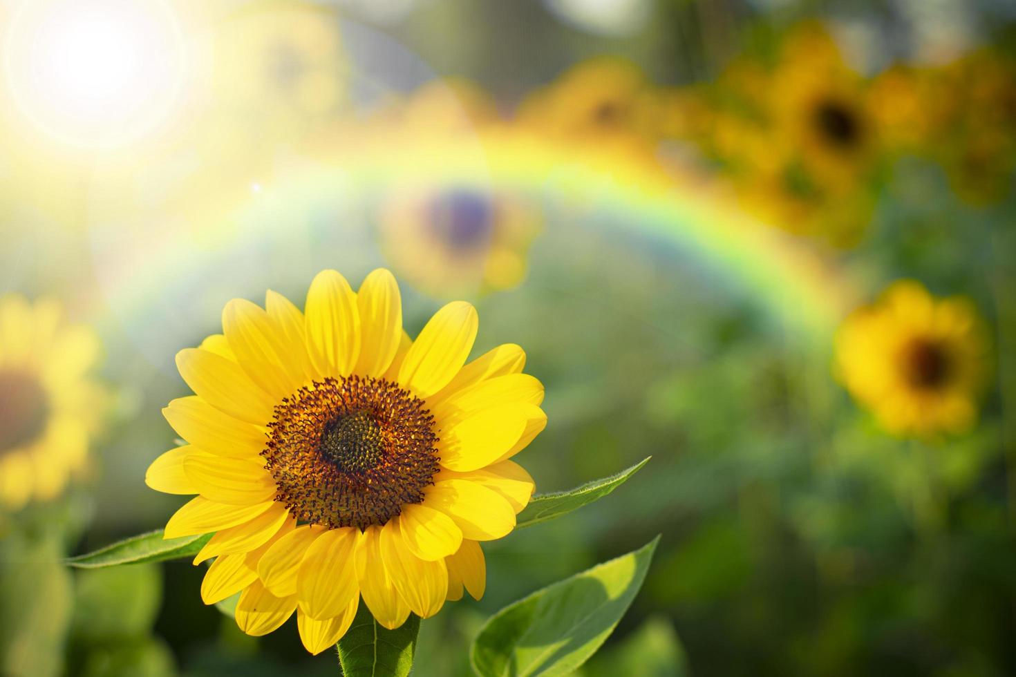Soft-Fokus-Sonnenblume mit Regenbogen, selektiver Fokus auf verschwommenem Hintergrund. foto